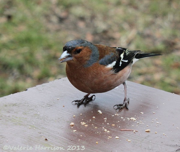 [32-chaffinch%255B2%255D.jpg]