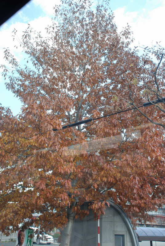 hokkaido_817.jpg