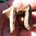 Seker-Golan-26-11-2010