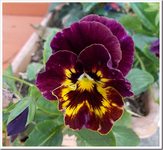 03-31-pansies2