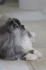 Why, those look like feathers!  Is it a bird?  I better bat at it with my paw and find out...