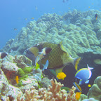 Titan Triggerfish