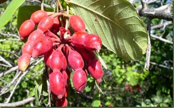 Dwaba Berry Tree