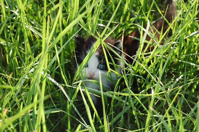 [kitty2%255B2%255D.jpg]