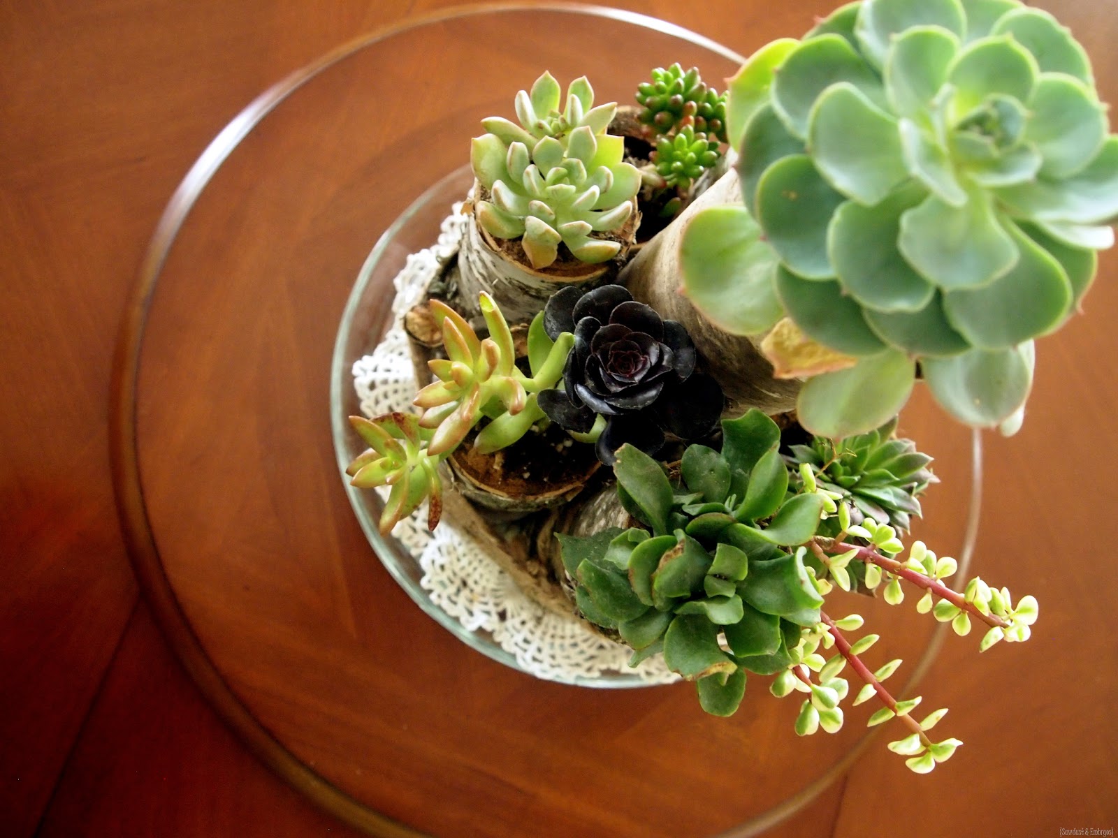 [Succulent%2520Centerpiece%2520using%2520Birch%2520Logs%2520and%2520Twine%2520%2528Sawdust%2520and%2520Embryos%2529%255B3%255D.jpg]