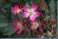 rosa rubrifolia