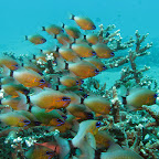 School of ring-tailed cardinalfish (Padangbai, Bali)