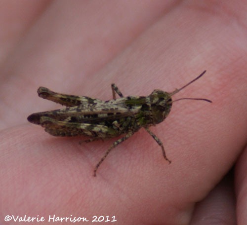 [30-mottled-grasshopper%255B2%255D.jpg]