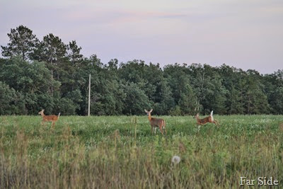 Twin Fawns and their Mom (2)