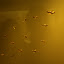 Insects and small animals cast in gold, sometimes fantastic, sometimes naturalistic. They are jaguars, fish, birds, lizards anbd crickets, or combinations of various species.