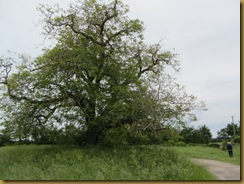 IMG_1185 Walnut Tree