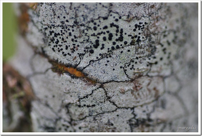 DSC_8409 DSC_8409
