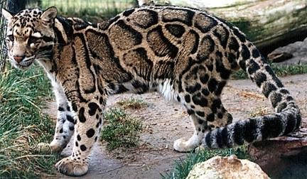 [Amazing%2520Animal%2520Pictures%2520Clouded%2520Leopard%2520%25282%2529%255B3%255D.jpg]