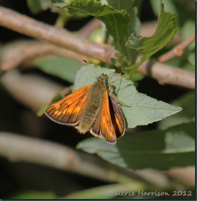 Large-Skipper (3) Large-Skipper (3)