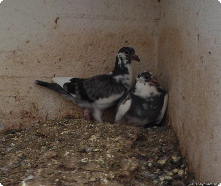 SAM_0006 Pigeon Chicks