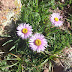 Erigeron%252520venustus%25252c%252520m.%252520aragats%25252c%2525202012.08.05
