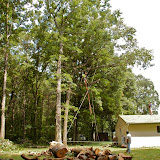 7/25 Tree Work