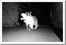 cat7 cat7