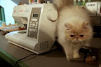 That's great, Ch'in, but I'm already moving on in the room.  I found a sewing machine over here.