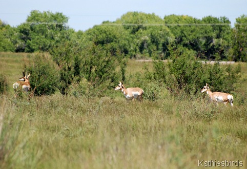 3. antelope-kab