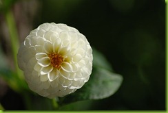 dalia blanca