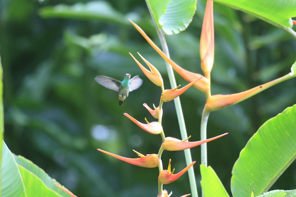 [Hummingbird%2520and%2520heliconia%255B3%255D.jpg]
