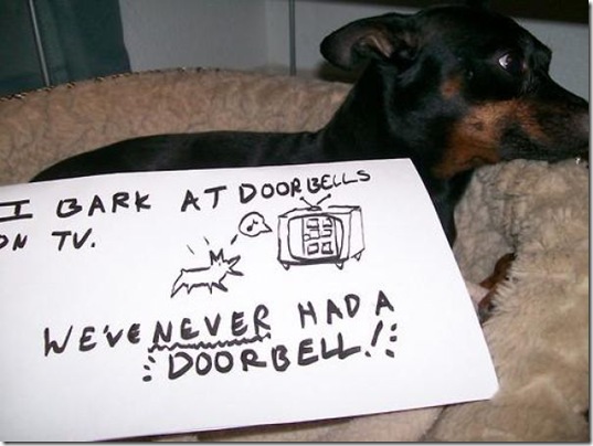dog-shaming-bad-24