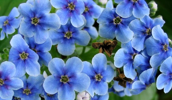 [blue-chatham-island-flower4.jpg]