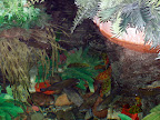 Piranhas at the Shark Reef Aquarium at Mandalay Bay.