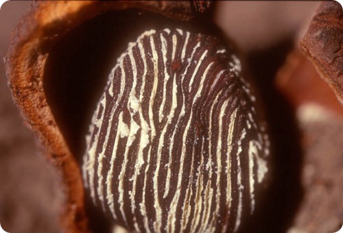 lihue calel ProsopancheAndroecium