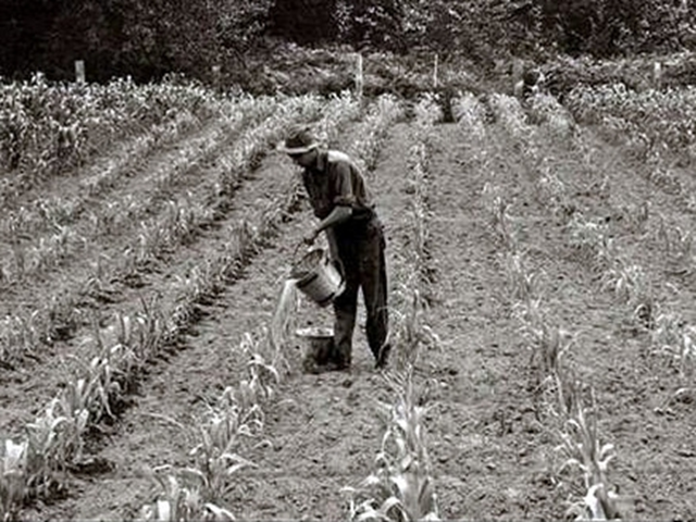 A U.S. farmer in the Dust Bowl of the 1930s tries to save his corn crop by pouring water from a bucket on individual plants. via dailyimpact.net