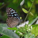 Blue Glassy Tiger.