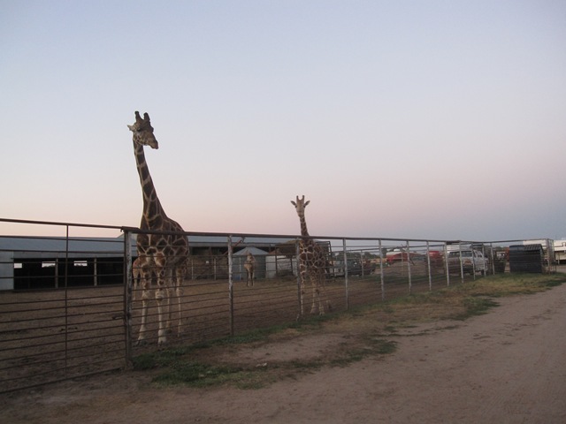 [IMG_8610%255B2%255D.jpg]