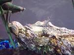 100_1623.JPG