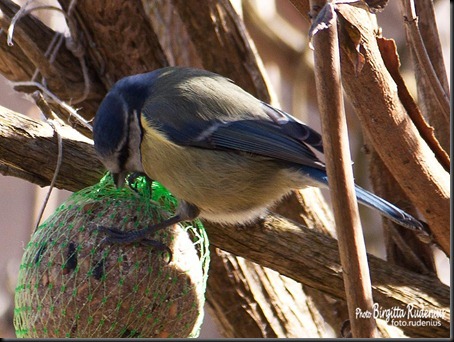 birds_20120305_blames1