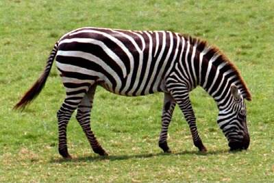 [zebra_b%255B3%255D.jpg]