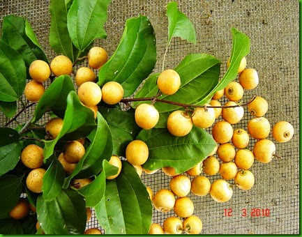 Ziziphus joazeiro Ziziphus joazeiro
