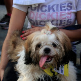 Pet Express Doggie Run 2012 Philippines. Jpg (219).JPG
