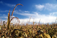 More of the corn field
