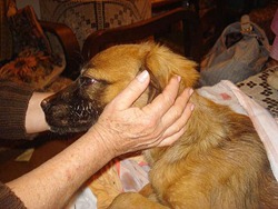 Membros da Aprablu (Associação Protetora de Animais de Blumenau) cuidam da cadela em Blumenau (SC) - Imagem: Divulgação/Aprablu