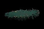 Stichopus chloronotus. Kosrae, Federated States of Micronesia.
