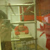 Im Fenster