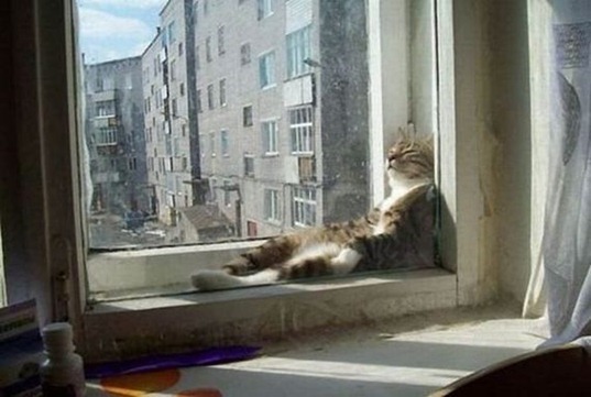 [Cats_relax_02%255B3%255D.jpg]