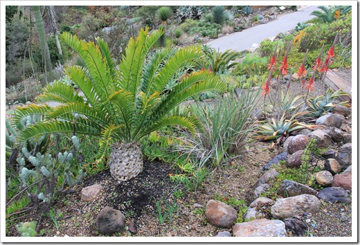 121228_UCBotGarden_Encephalartos-altensteinii_02