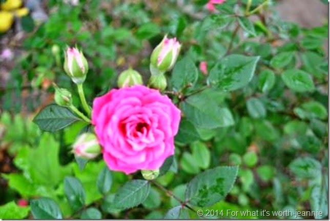 miniature rose miniature rose