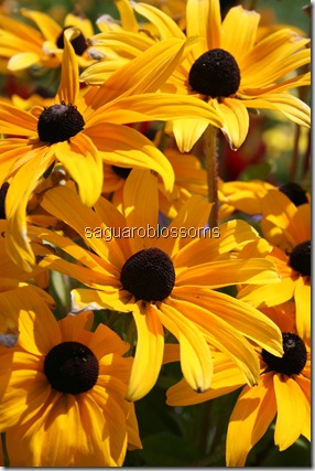 IMG_7485 IMG_7485