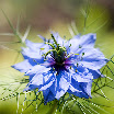 Love in the Mist.jpg