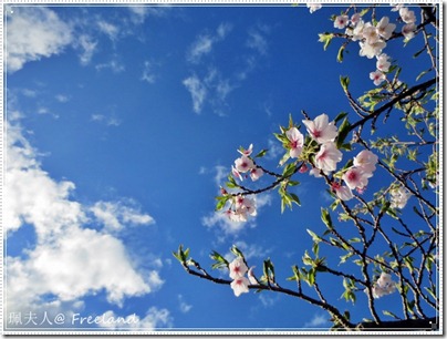 hanami5 hanami5