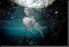 box-jellyfish