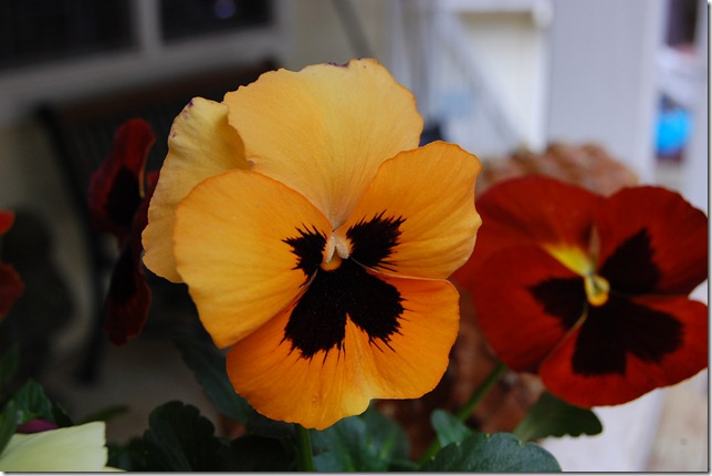DSC_0003 DSC_0003